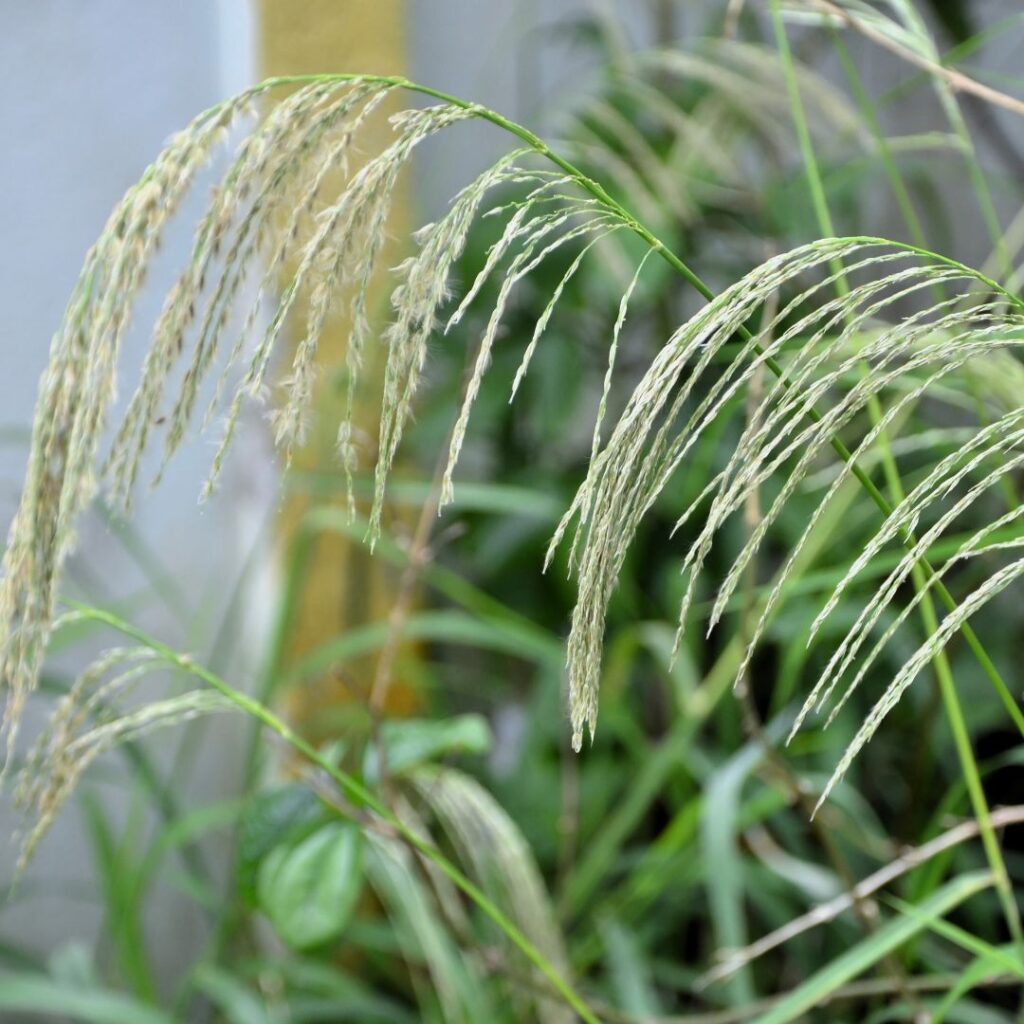 Digitaria Insularis Agrotec