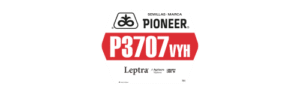 Semillas Pioneer® P3707