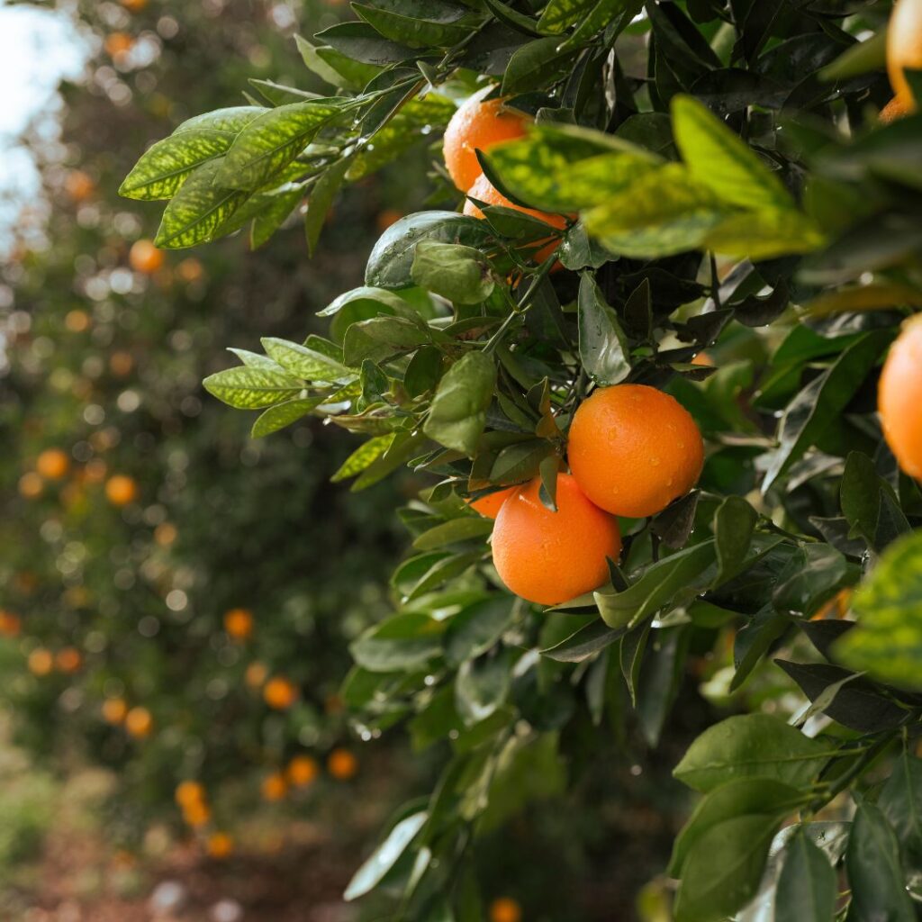 Conocé el avance de la fruticultura en Paraguay: datos clave, cultivos destacados y desafíos del sector agrícola nacional.