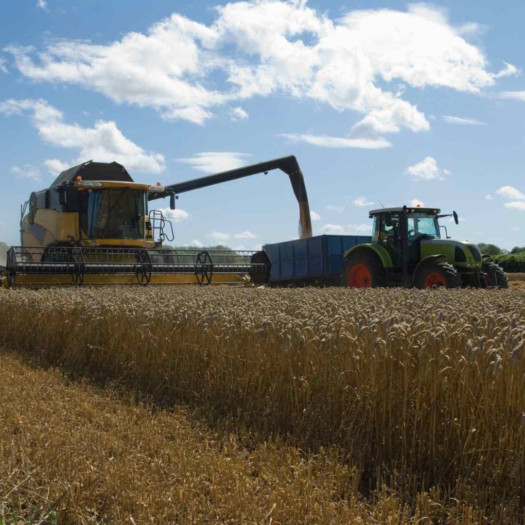 Cómo prepararse para la época de cosecha de trigo › Agrotec